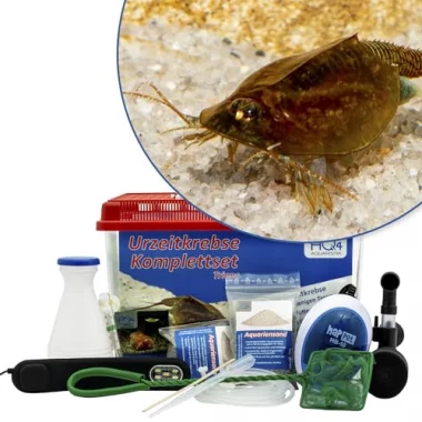 AQ4Aquaristik Triops cancriformis Komplett-Set