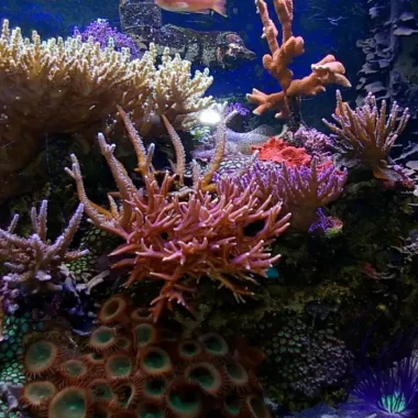 Fische