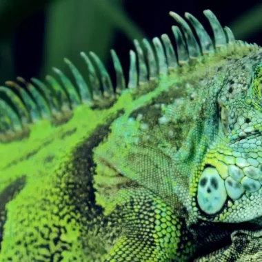 Reptilienbedarf