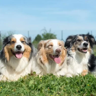 Hundebedarf