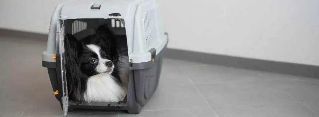 Hundebox Training 2