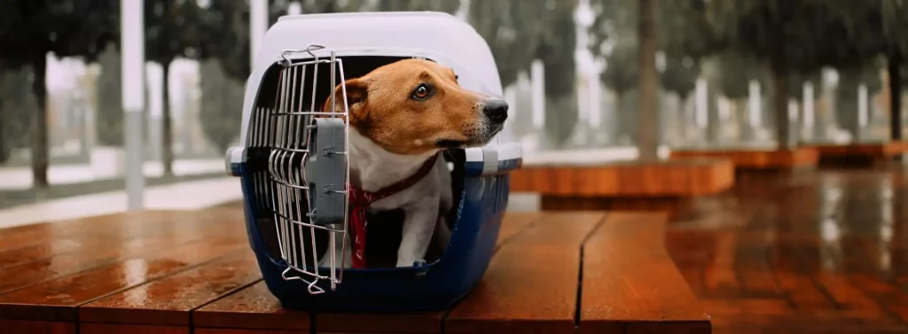 Hundebox Training 3