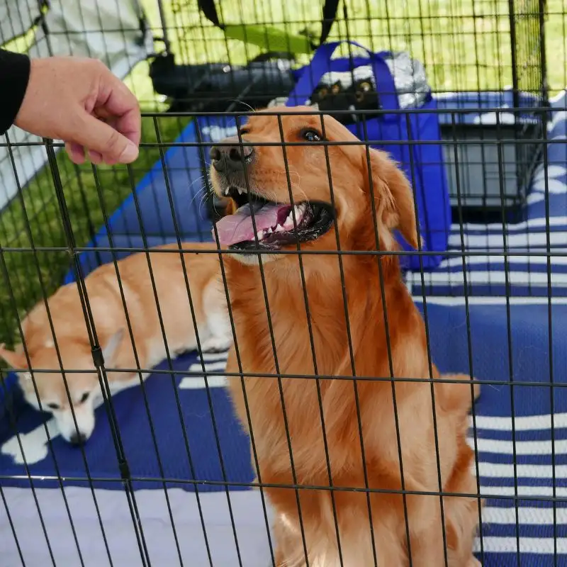 Hundebox Training Beitrag