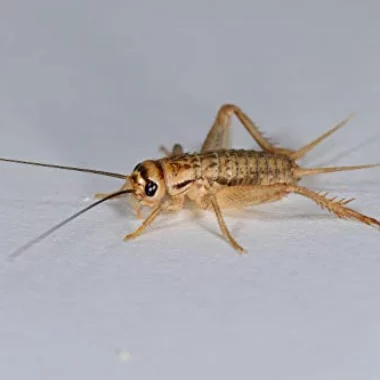 Heimchen mittel, Großpackung Futterinsekten für Reptilien