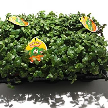 6 x Golliwoog - Futterpflanze für Bartagamen