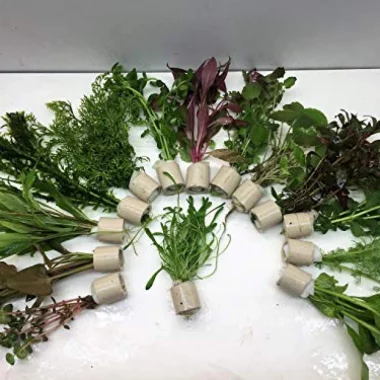 5 Bund 30 Stängel Aquarienpflanzen Wasserpflanzen