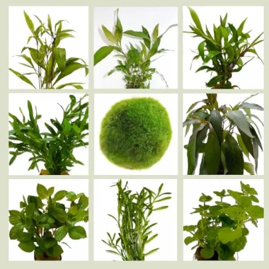 WASSERPFLANZEN WOLFF - Algenkiller-Set, schnellwachsende Pflanzen + 1 Mooskugel