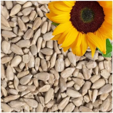 Lyra Pet® Sonnenblumenkerne Geschält | Wildvogelfutter Ganzjährig