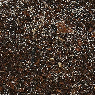 Feeders & more - Tropische Springschwänze Zuchtansatz in 1 Dose