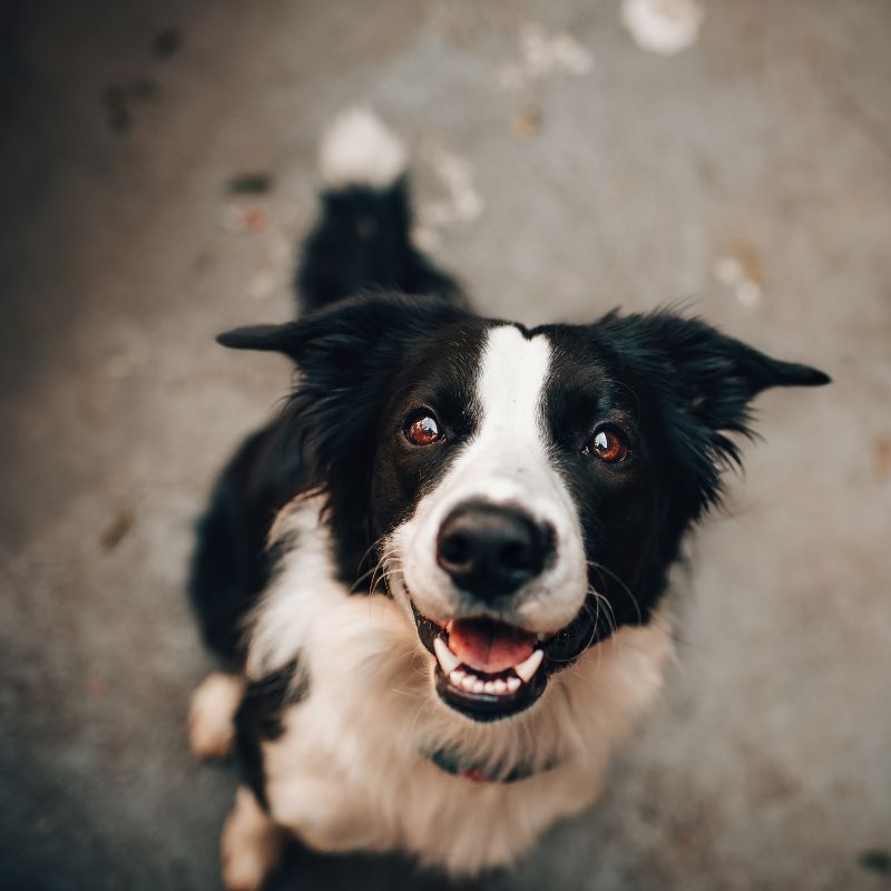 Barf Ernährung für Hunde